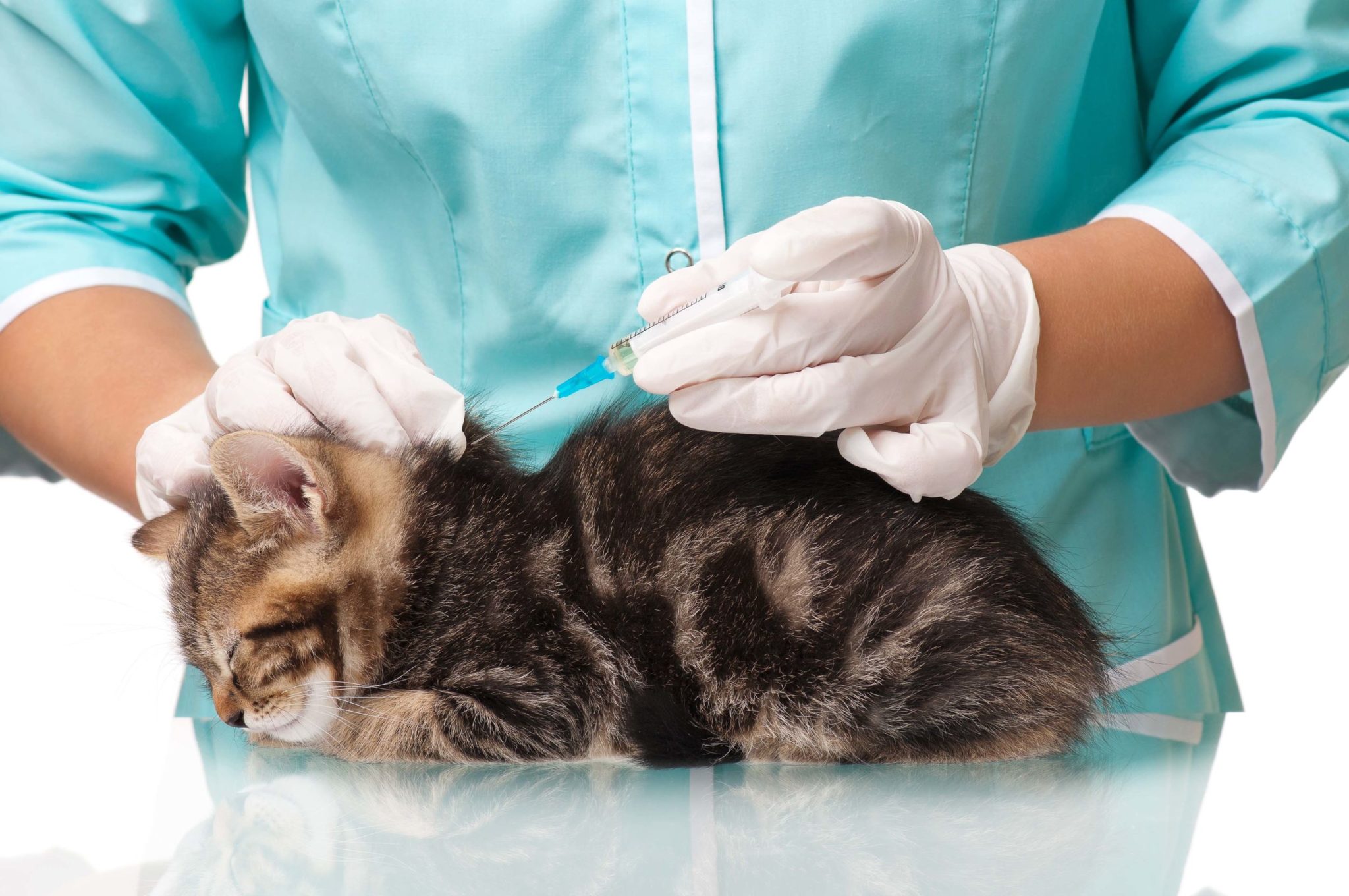 Бесплатные прививки для кошек в москве. Вакцинация кошек. Прививка от бешенства кошке. Прививка для кошек. Укол кошке.